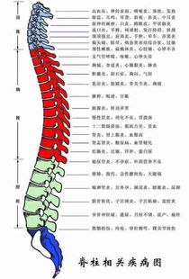 胸衣背部设计方案[4个动作让颈椎自愈]