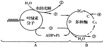 光合图标设计方案[光合作用示意图手绘]