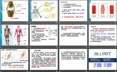 人的运动系统ppt,人的运动系统由哪三部分组成